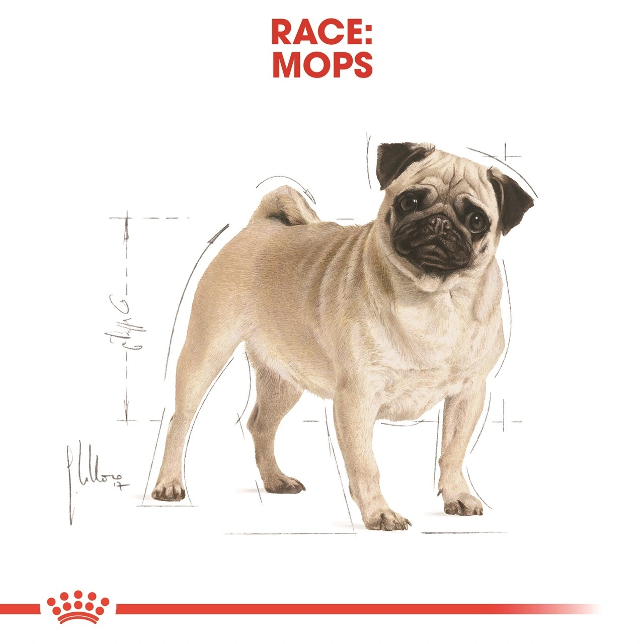 Royal Canin Pug Adult 7,5 kg - tørfoder til mops